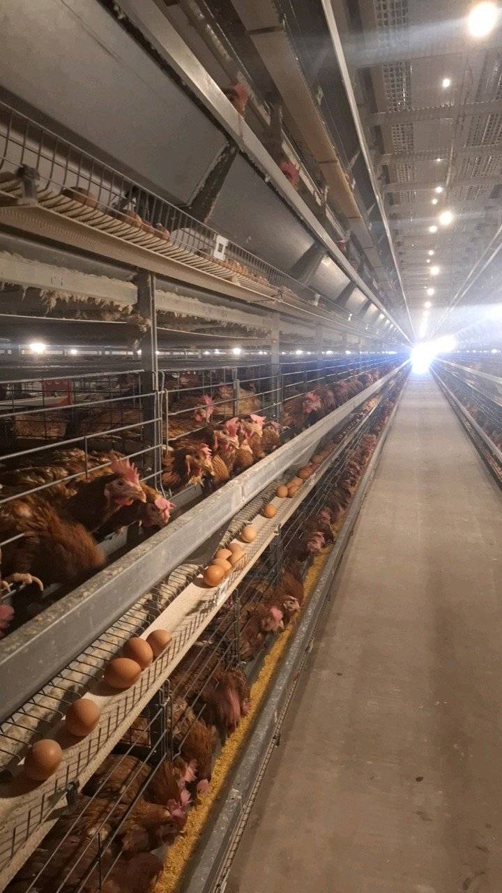 2万只蛋鸡养殖场设计